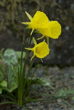 Narcis Bulbocodium Conspicuus Golden Bells